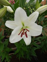 [3454 Sedano No102.JPG]